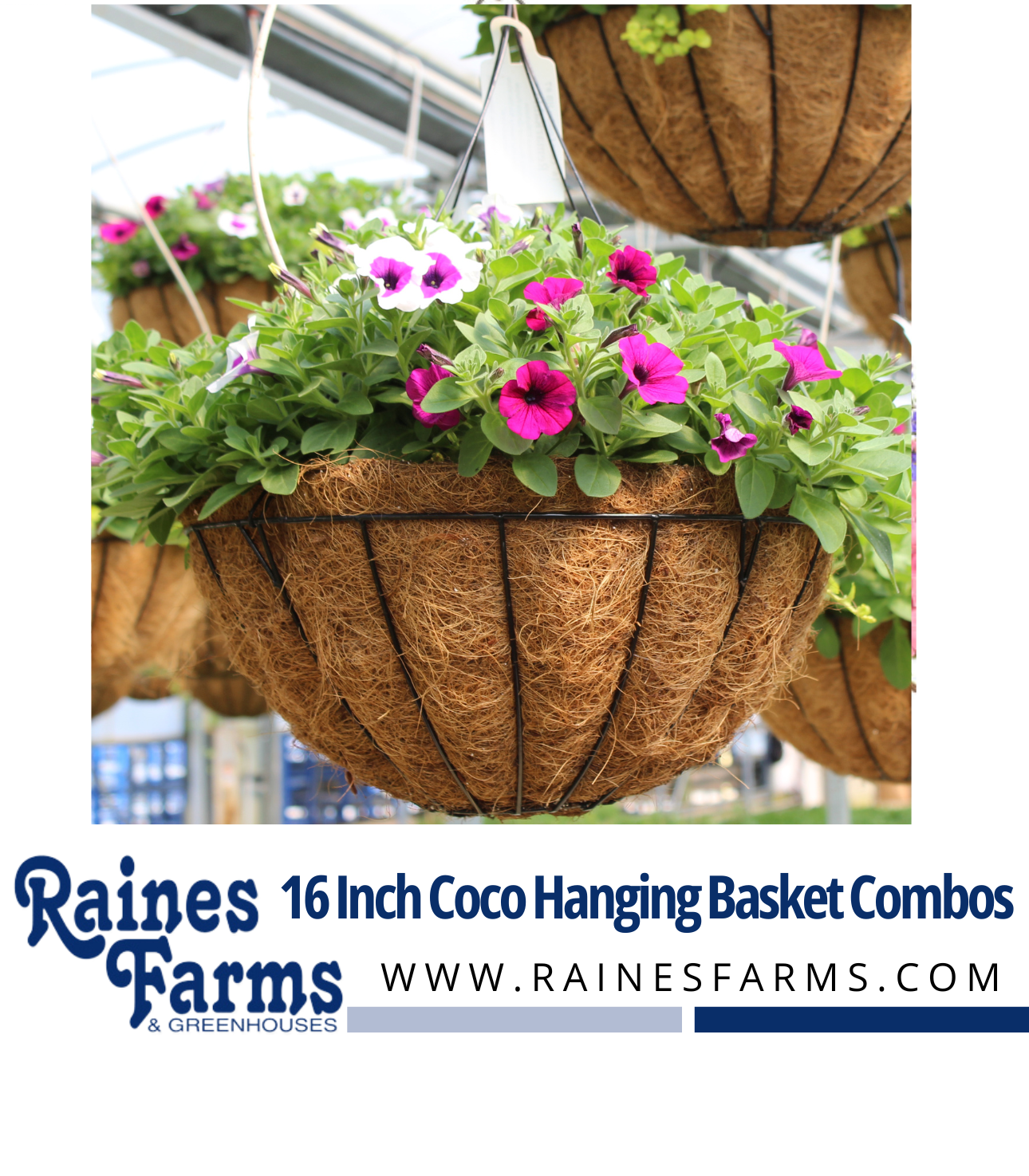 16 Inch Coco Hanging Basket Combos